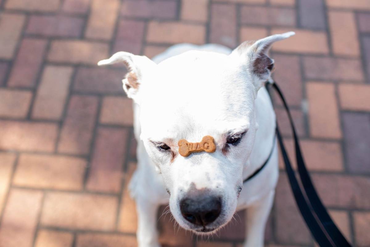 W.A.G. Snax gallery photo 3