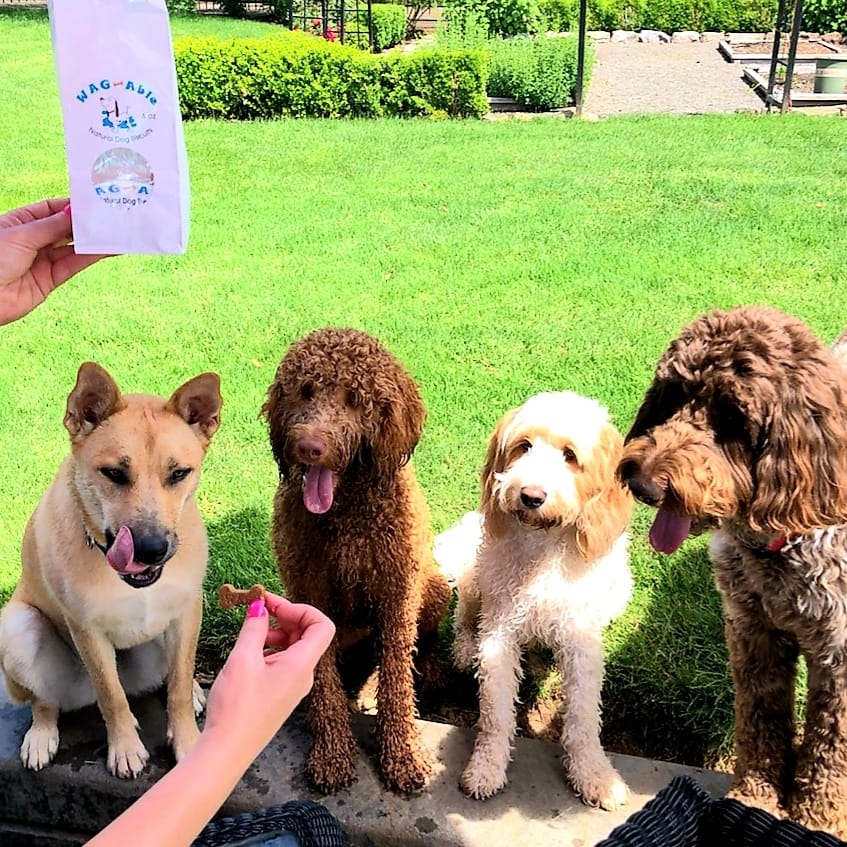 Four dogs eagerly waiting for a W.A.G. Able treat