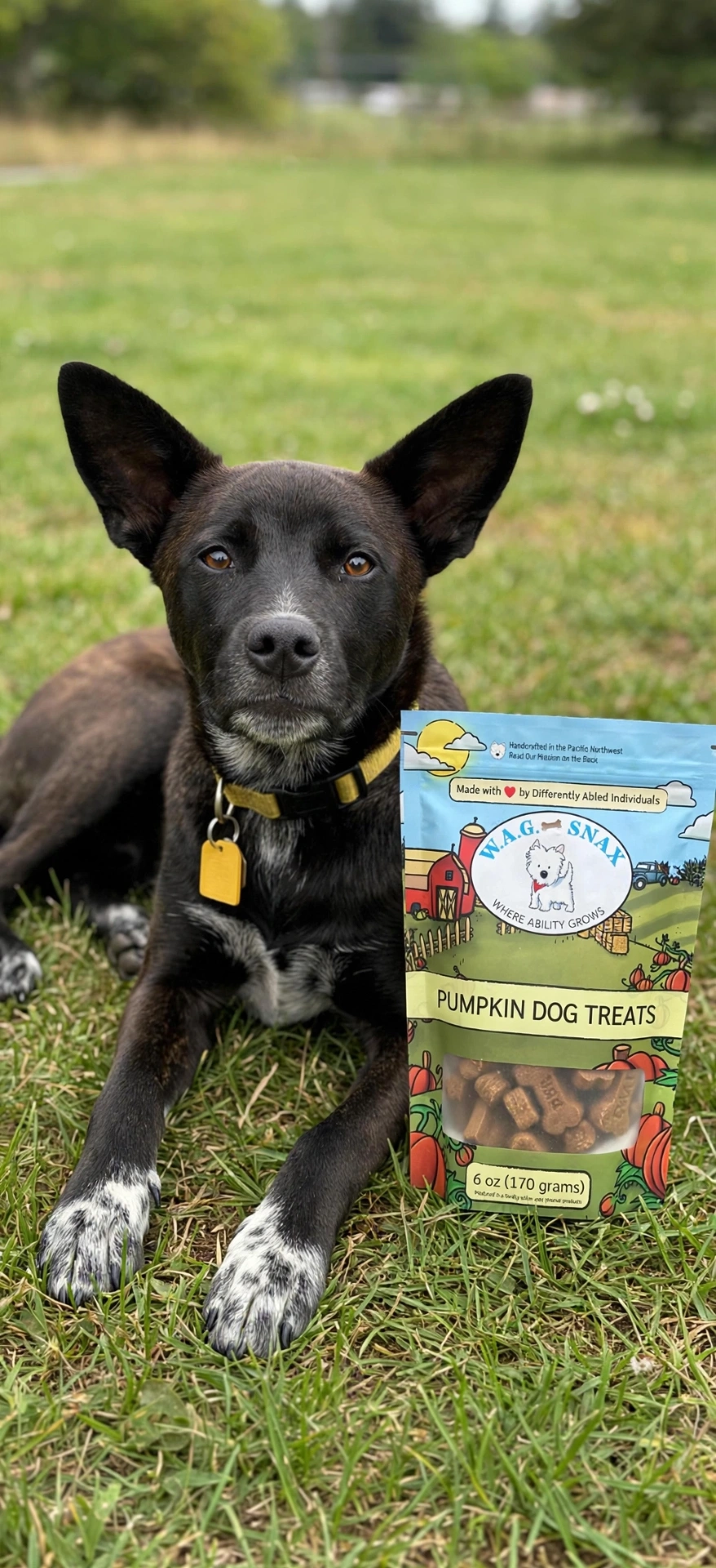 Dog posing next to a W.A.G. Snax Pumpkin Dog Treats bag in a grassy field